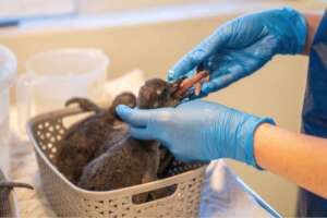Feed hundreds of abandoned and injured Penguins