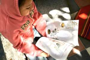 Traditional plant medicine