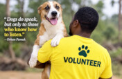 Rescue Stray Dogs Injured in Road Accidents