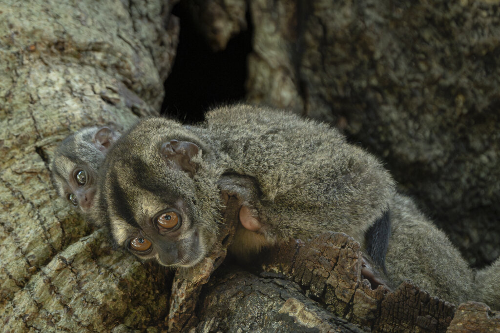 Save Wildlife & Magdalena Tinamou in Colombia