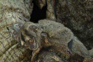 Monos Nocturnos