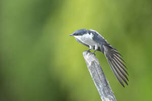 Golondrina