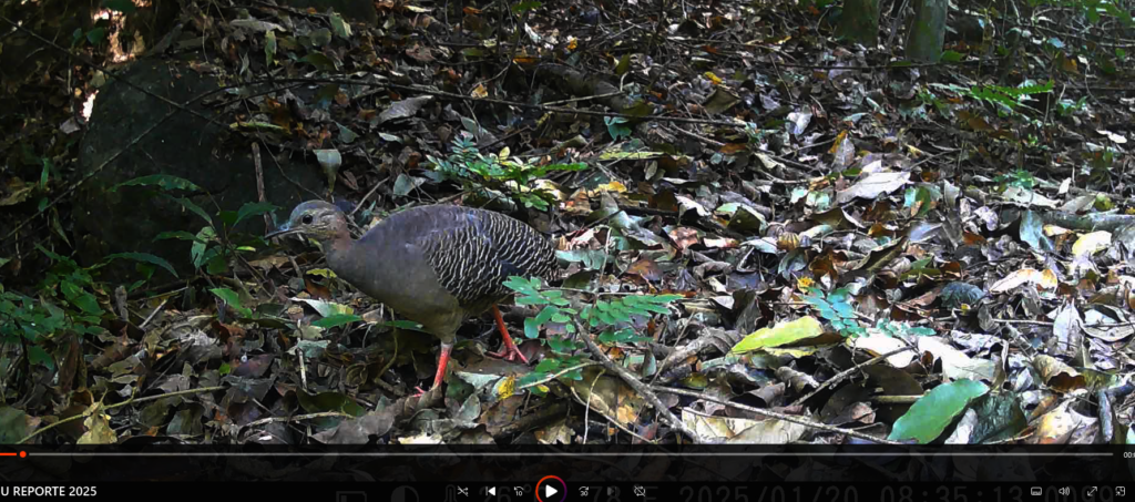 Save Wildlife & Magdalena Tinamou in Colombia