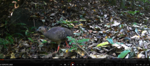 Save Wildlife & Magdalena Tinamou in Colombia
