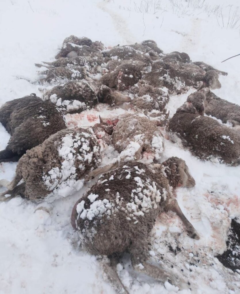 Flock of sheep killed by snow in the highlands