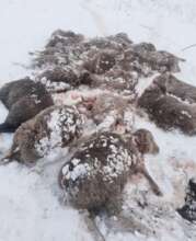 Flock of sheep killed by snow in the highlands