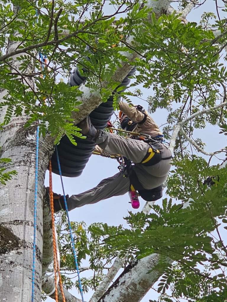 Using natural pest control 4 a Poison Free Belize