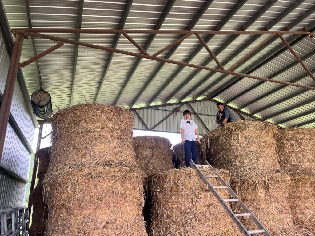 Using natural pest control 4 a Poison Free Belize
