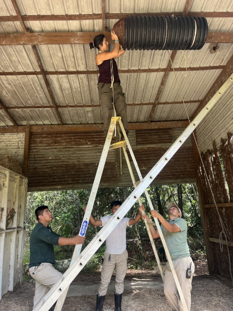 Using natural pest control 4 a Poison Free Belize