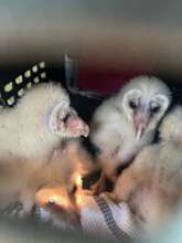 Using natural pest control 4 a Poison Free Belize