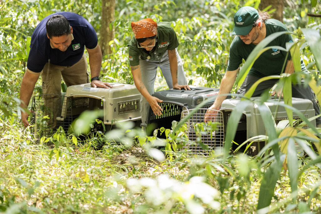 From Rescue to Freedom: Wildlife in Guatemala