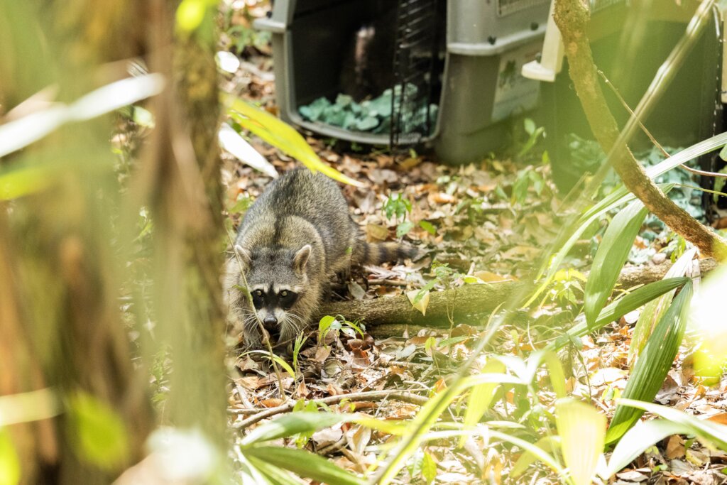 From Rescue to Freedom: Wildlife in Guatemala