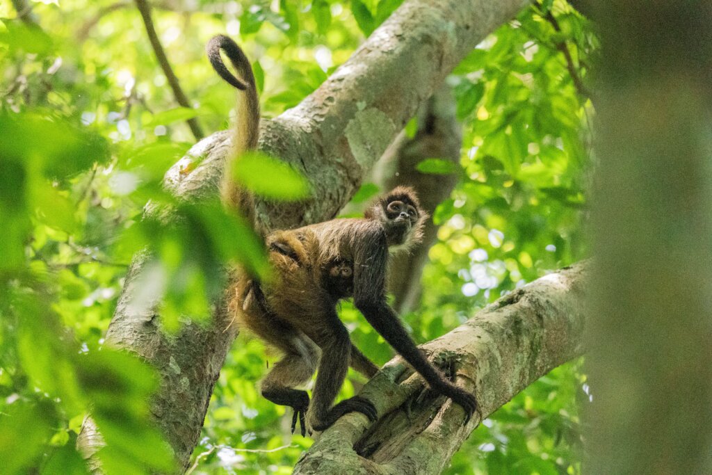 From Rescue to Freedom: Wildlife in Guatemala