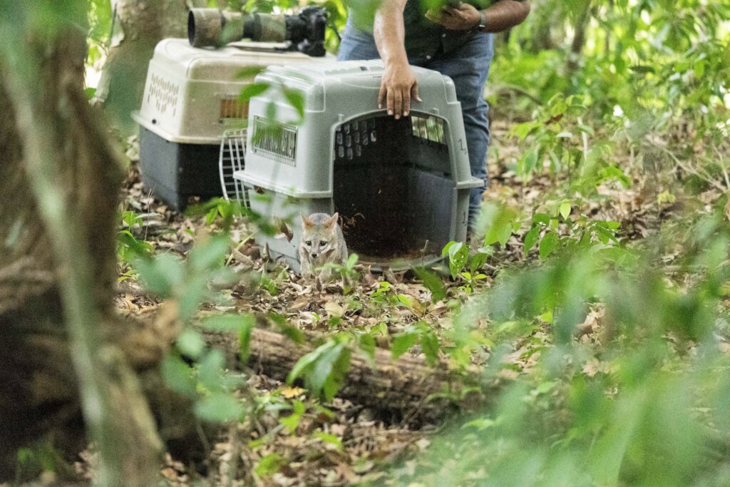 From Rescue to Freedom: Wildlife in Guatemala