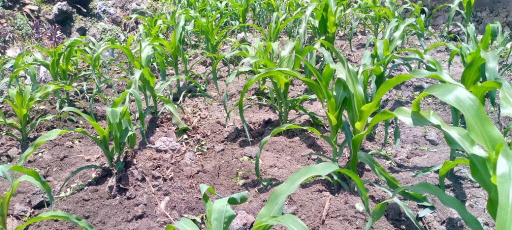 Support Displaced Families by Subsistence Farming