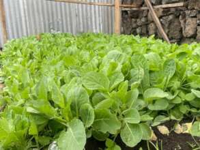 Grow a Garden, Feed Goma's Orphans