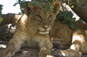 Sub-Saharan Lion Conservation Project