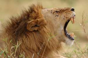 Lion Yawn