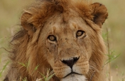 Sub-Saharan Lion Conservation Project
