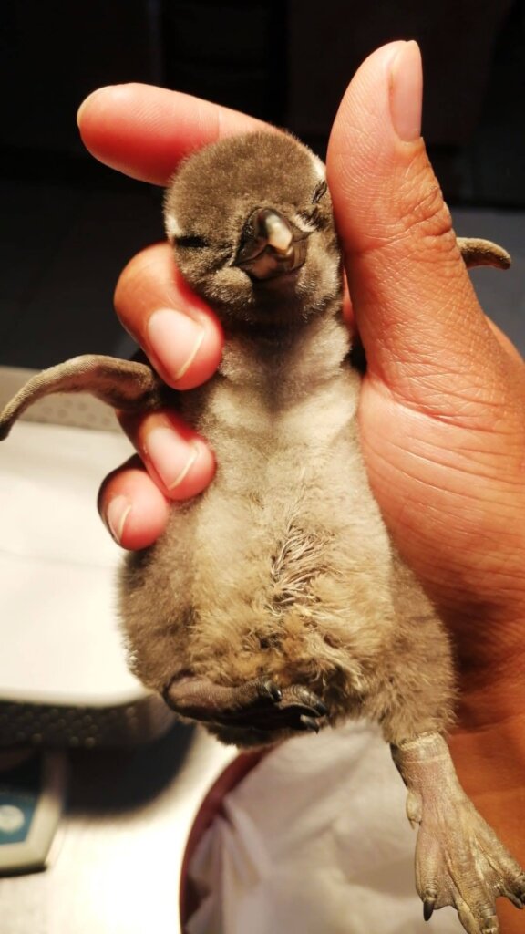 Build a Lifesaving Seabird Nursery in South Africa