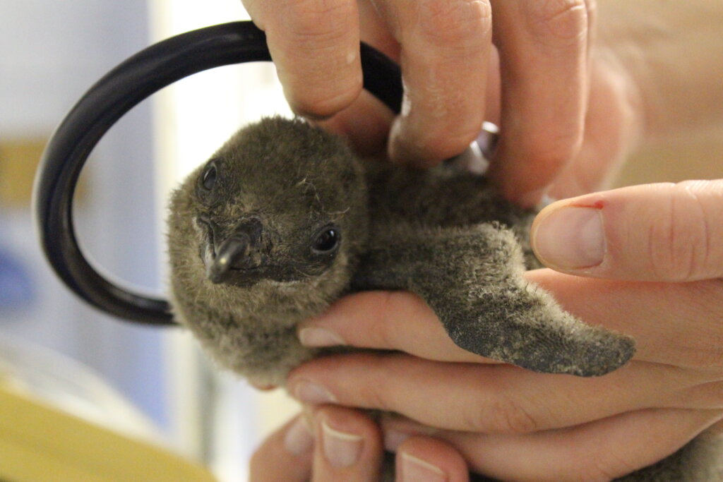 Build a Lifesaving Seabird Nursery in South Africa