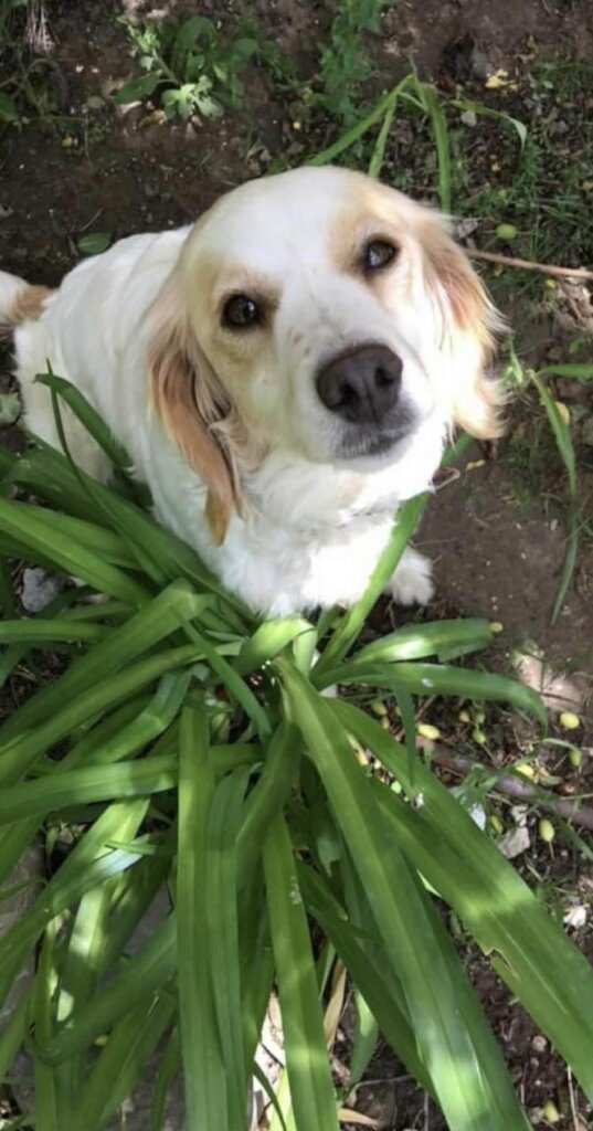 Help Animals Survive Georgia's New Rescue Barriers