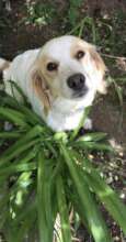 Help Animals Survive Georgia's New Rescue Barriers