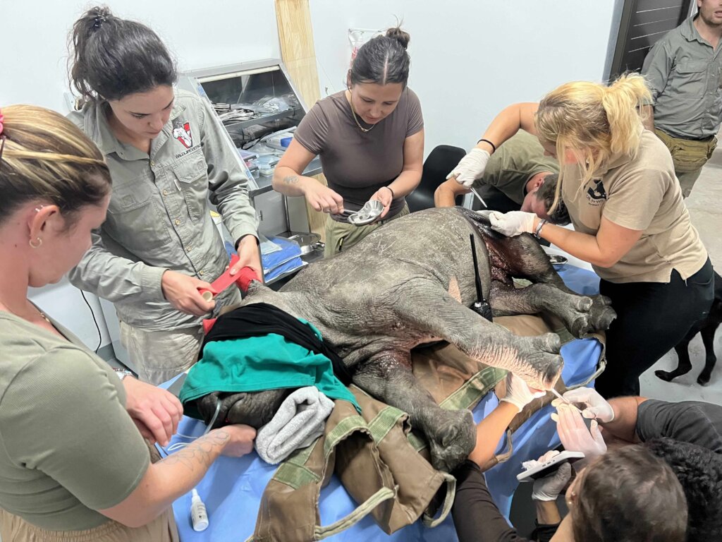 Help Save Critical Rhino Calf