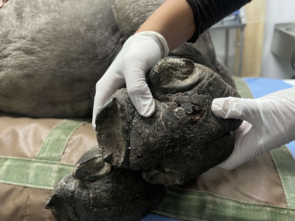 Help Save Critical Rhino Calf