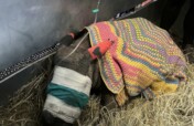 Help Save Critical Rhino Calf