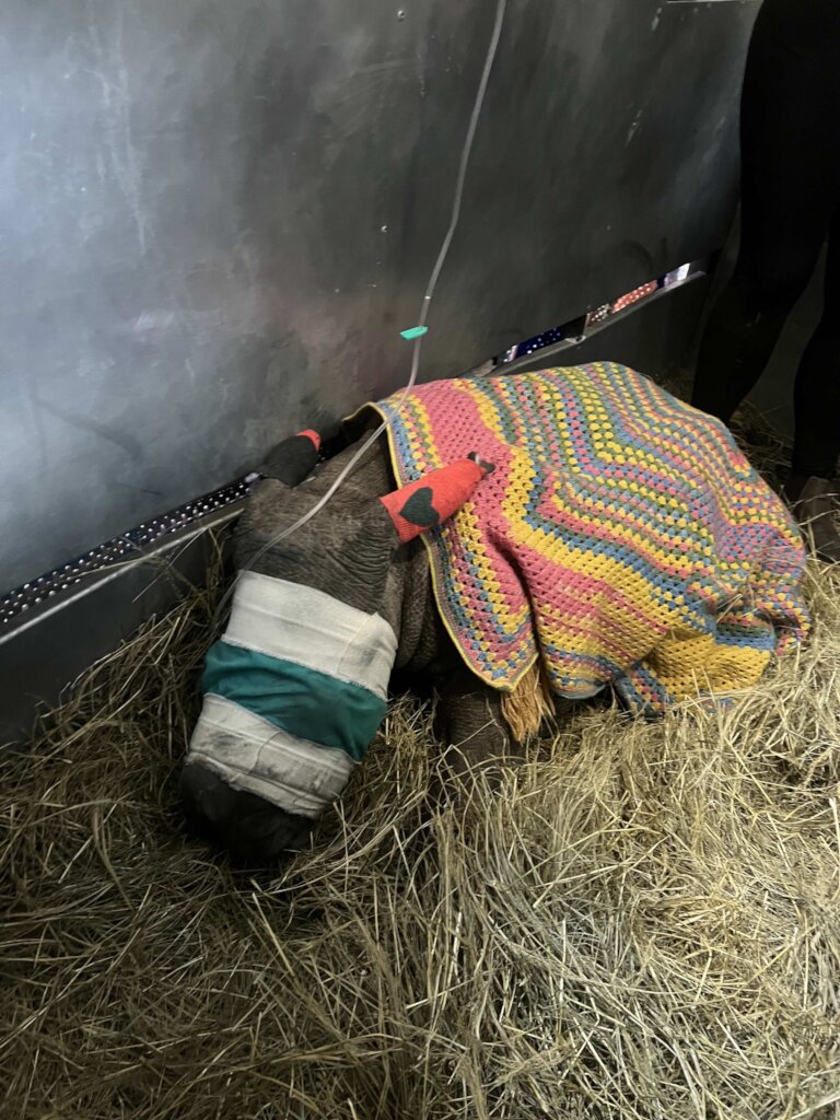 Help Save Critical Rhino Calf