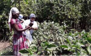 Women-Led Organic Gardens and SolarSHE Enterprises