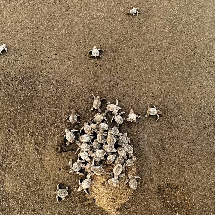 Paws & Hatchlings: One Health for Coastal Wildlife