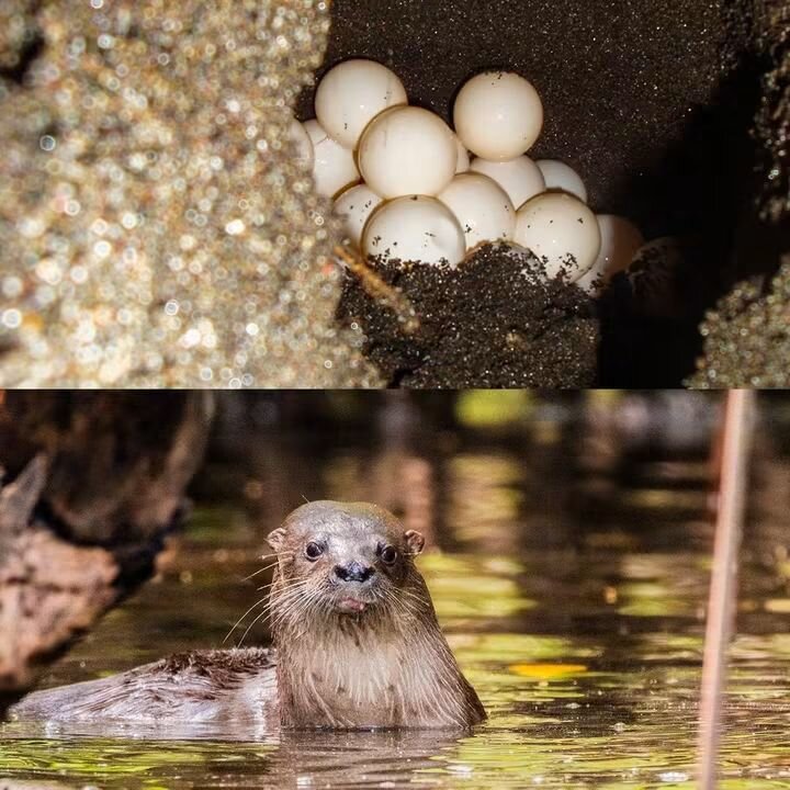 Paws & Hatchlings: One Health for Coastal Wildlife