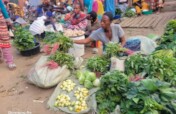 Rebuild Livelihoods After War in Bukavu,DR Congo
