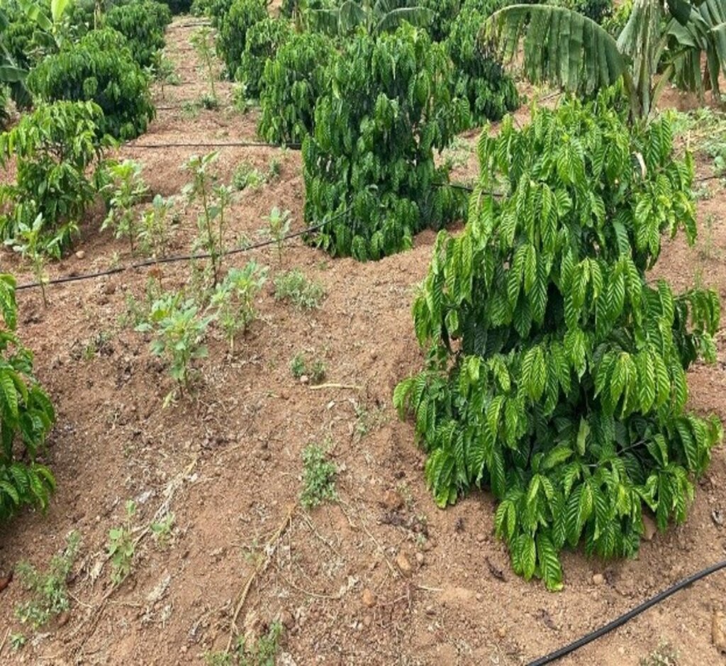 Irrigation for Improved Nutrition and Incomes