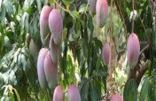 Irrigation for Improved Nutrition and Incomes