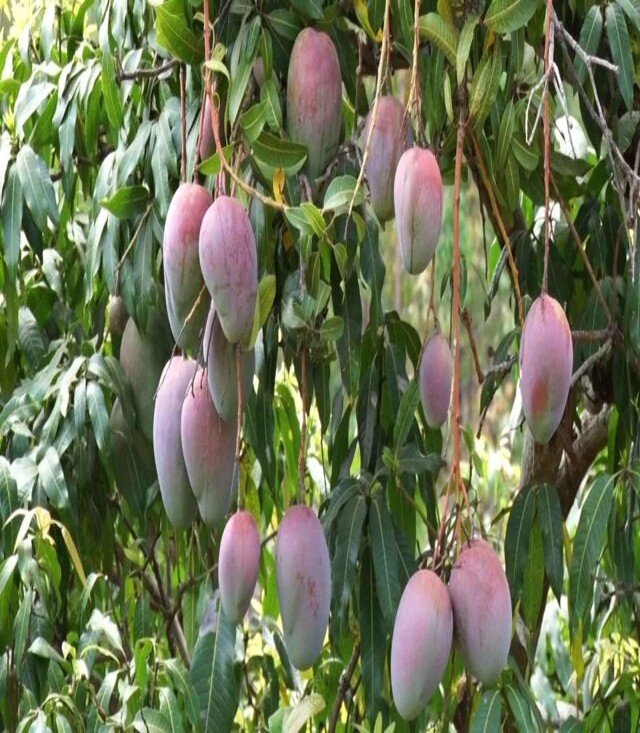 Irrigation for Improved Nutrition and Incomes