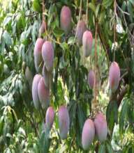 Irrigation for Improved Nutrition and Incomes