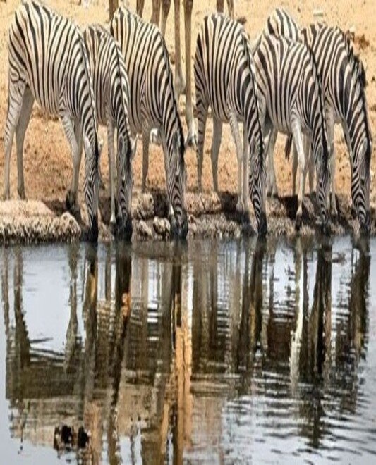 Giraffes and Zebras Conservation in Iganga Town