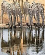 Zebras