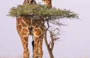 Giraffes and Zebras Conservation in Iganga Town