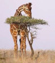 Giraffes and Zebras Conservation in Iganga Town