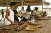 Amazon School - Education for Sustainability