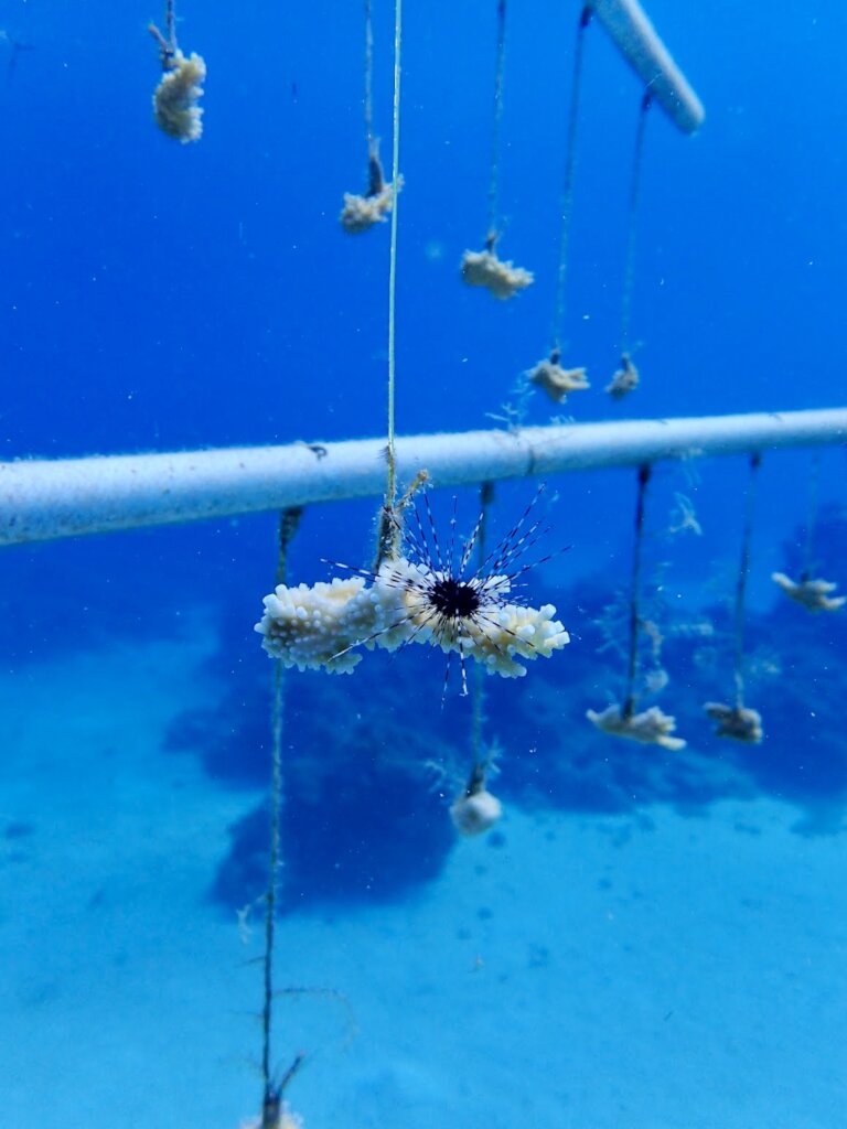 White River Fish Sanctuary Adopt a Coral Jamaica