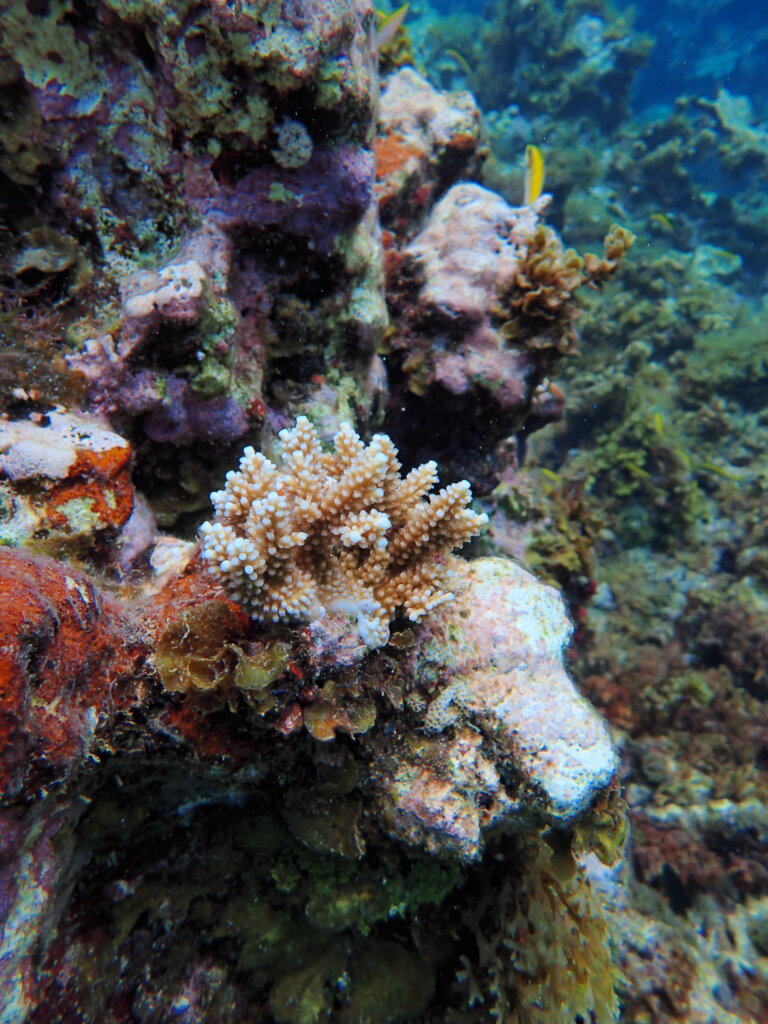 White River Fish Sanctuary Adopt a Coral Jamaica