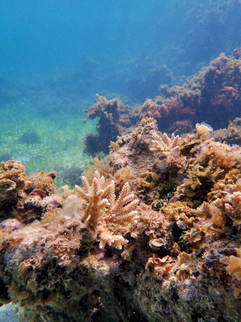 White River Fish Sanctuary Adopt a Coral Jamaica