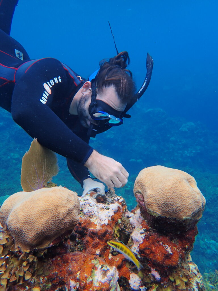 White River Fish Sanctuary Adopt a Coral Jamaica