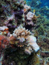 Thriving Coral Outplant