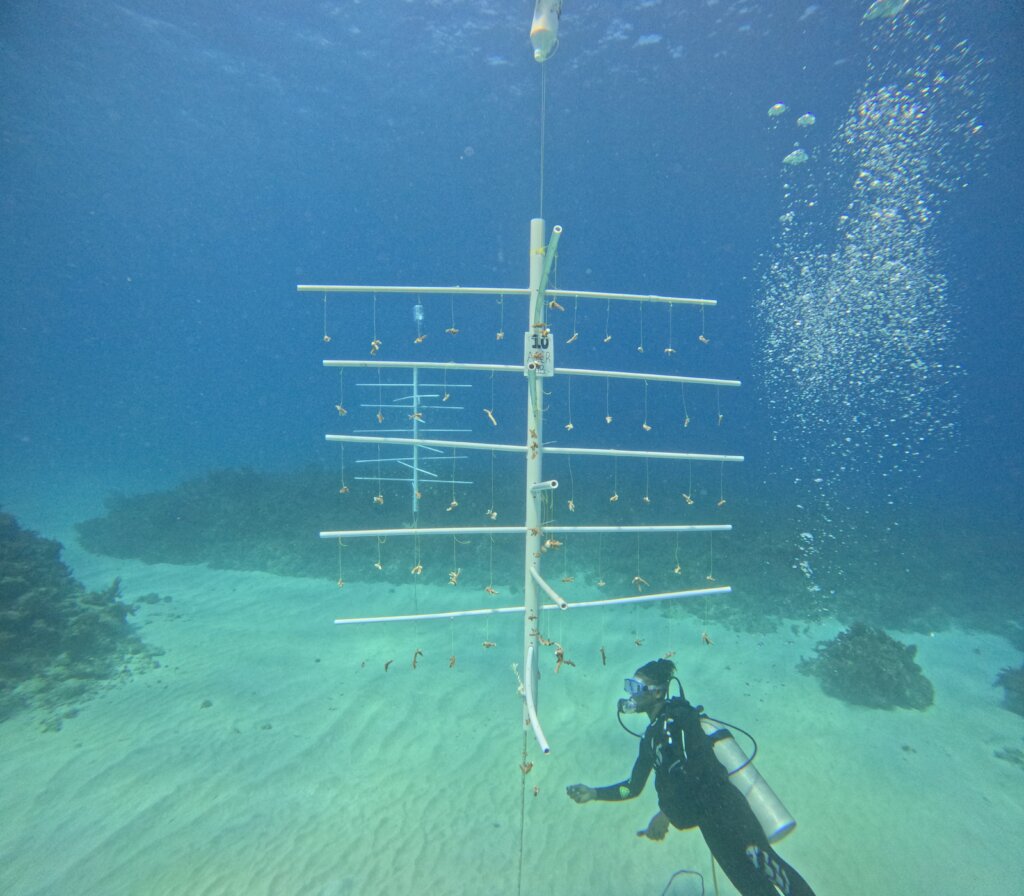 White River Fish Sanctuary Adopt a Coral Jamaica